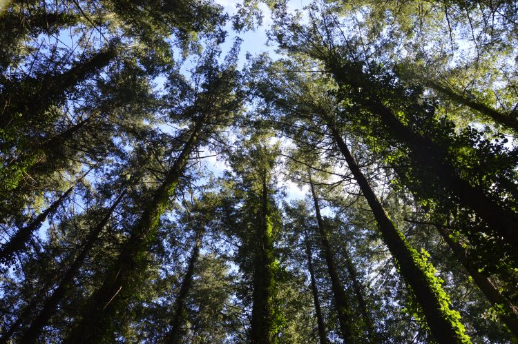 Séminaire d’équipe dans un cadre calme et ressourçant en forêt