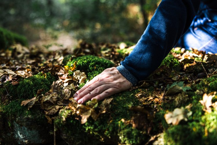 Séjour séminaire en immersion forestière en Centre Bretagne