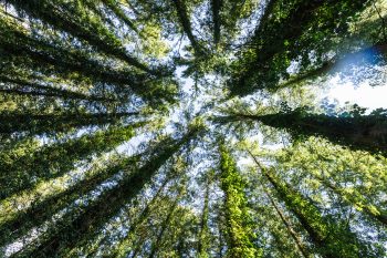 Retraite bien-être en Bretagne dans un environnement forestier calme