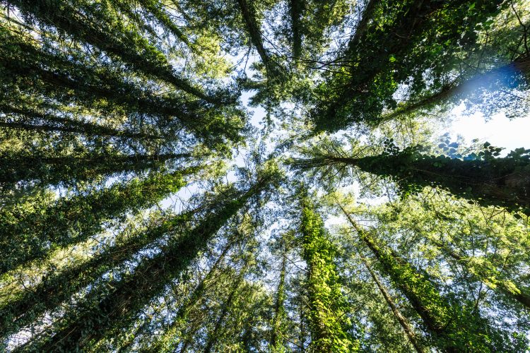 Retraite bien-être en Bretagne dans un environnement forestier calme